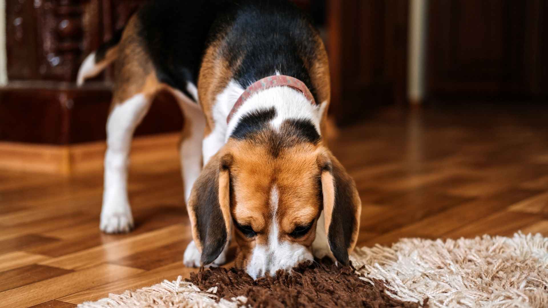 Perros con incontinencia urinaria
